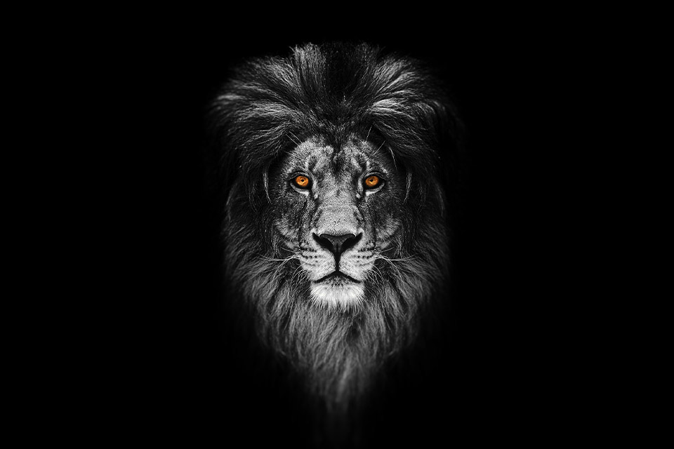 portrait lion